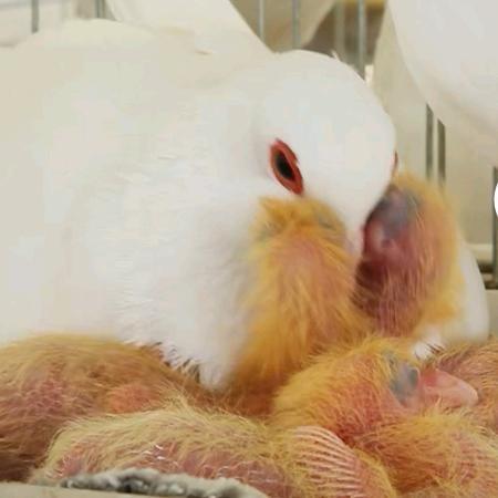 腾飞鸽业
