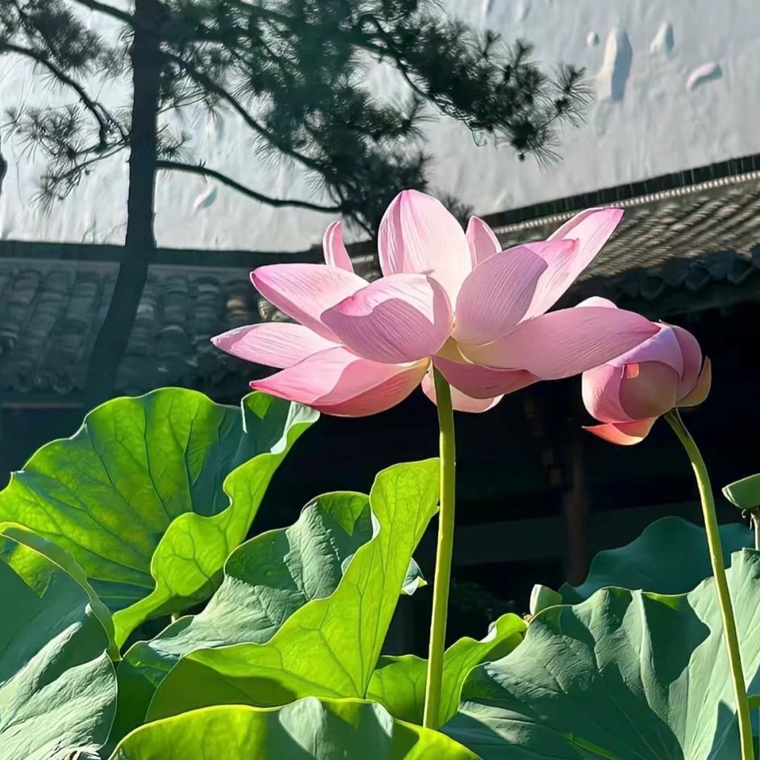 富贵花开