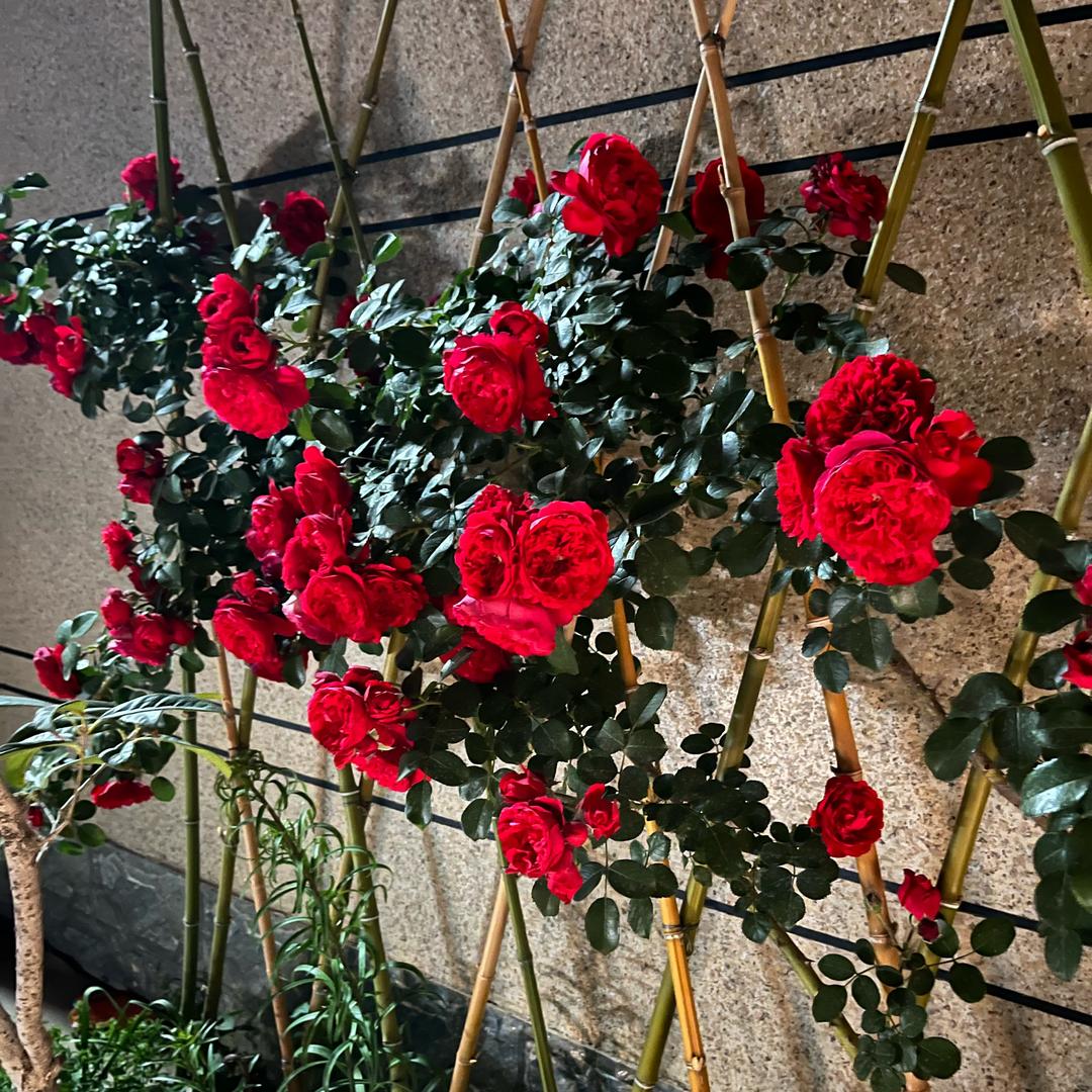 陈菊