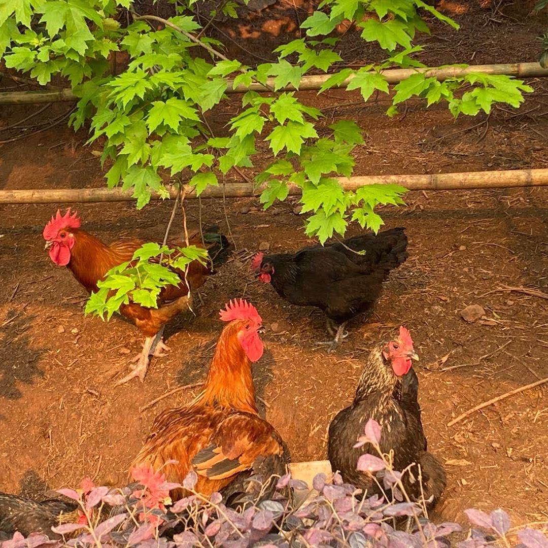 北碚山外山小院