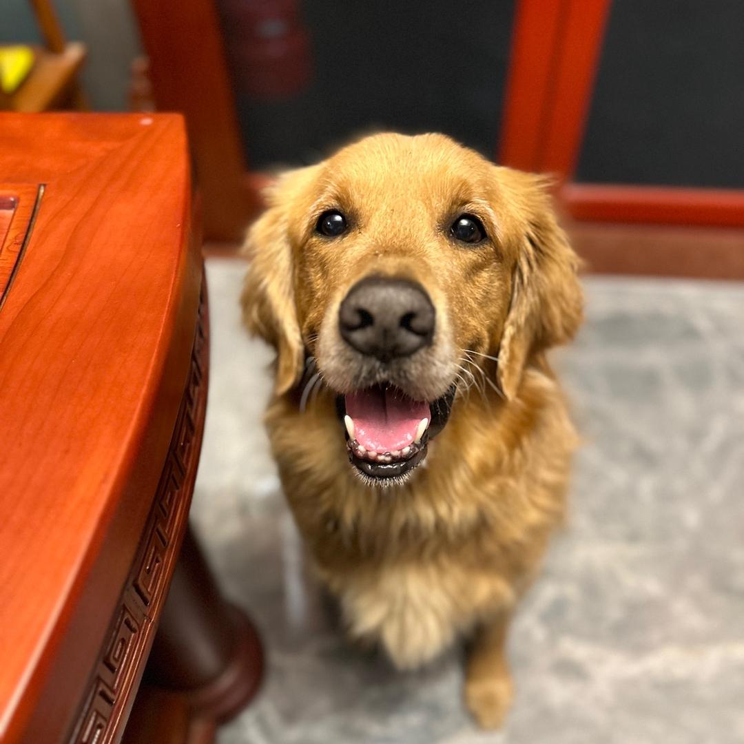 一只回国小金毛