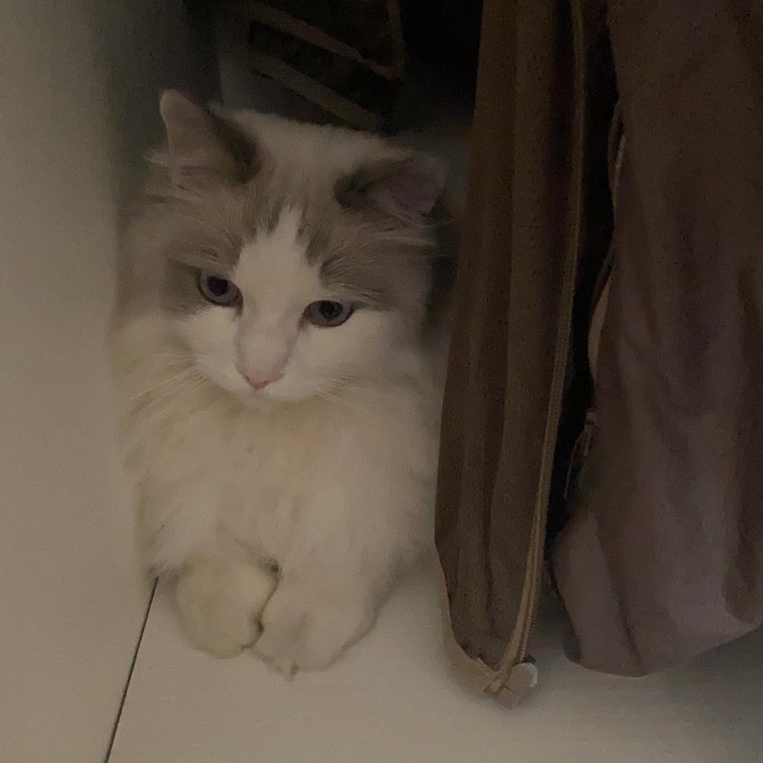 陈同学能把大象打哭