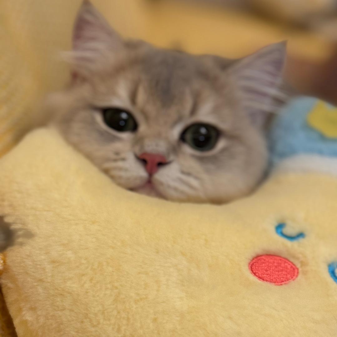 歪歪不爽
