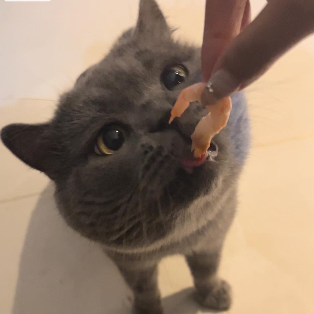 大哥是只猫^⦁᎑-^ ੭