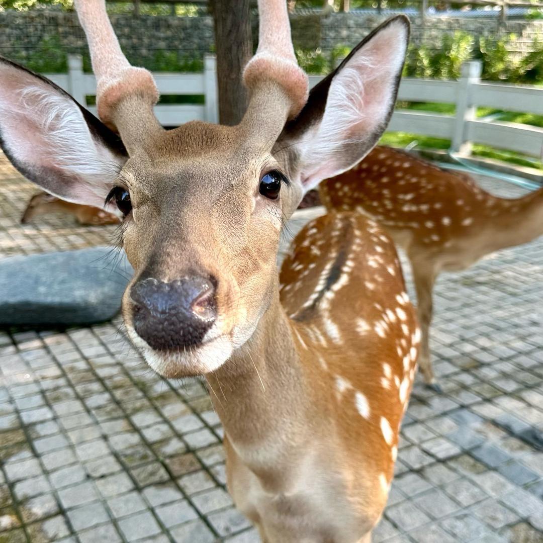 超自然的起司披萨