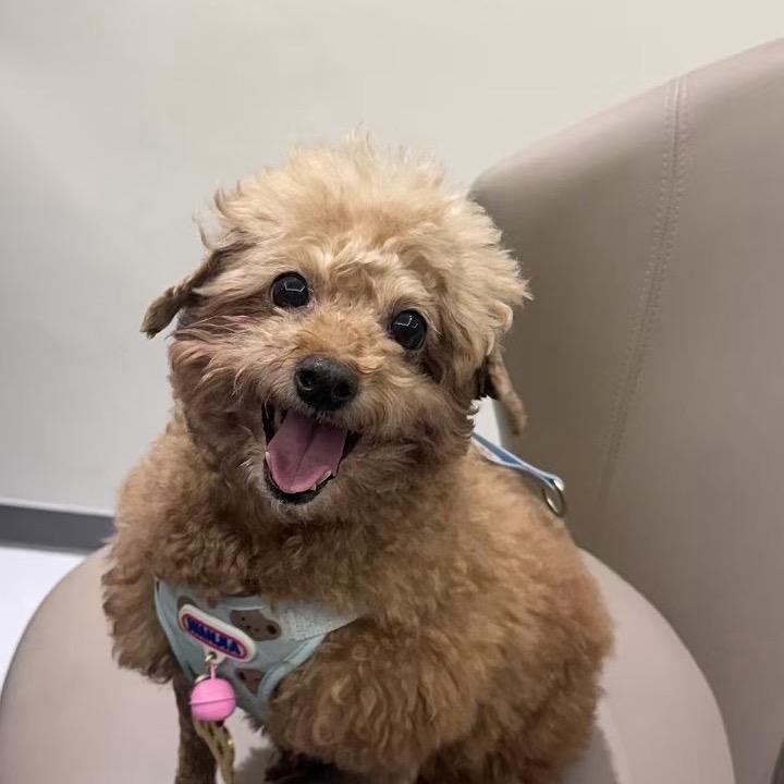 临沂宠物走失发布墙