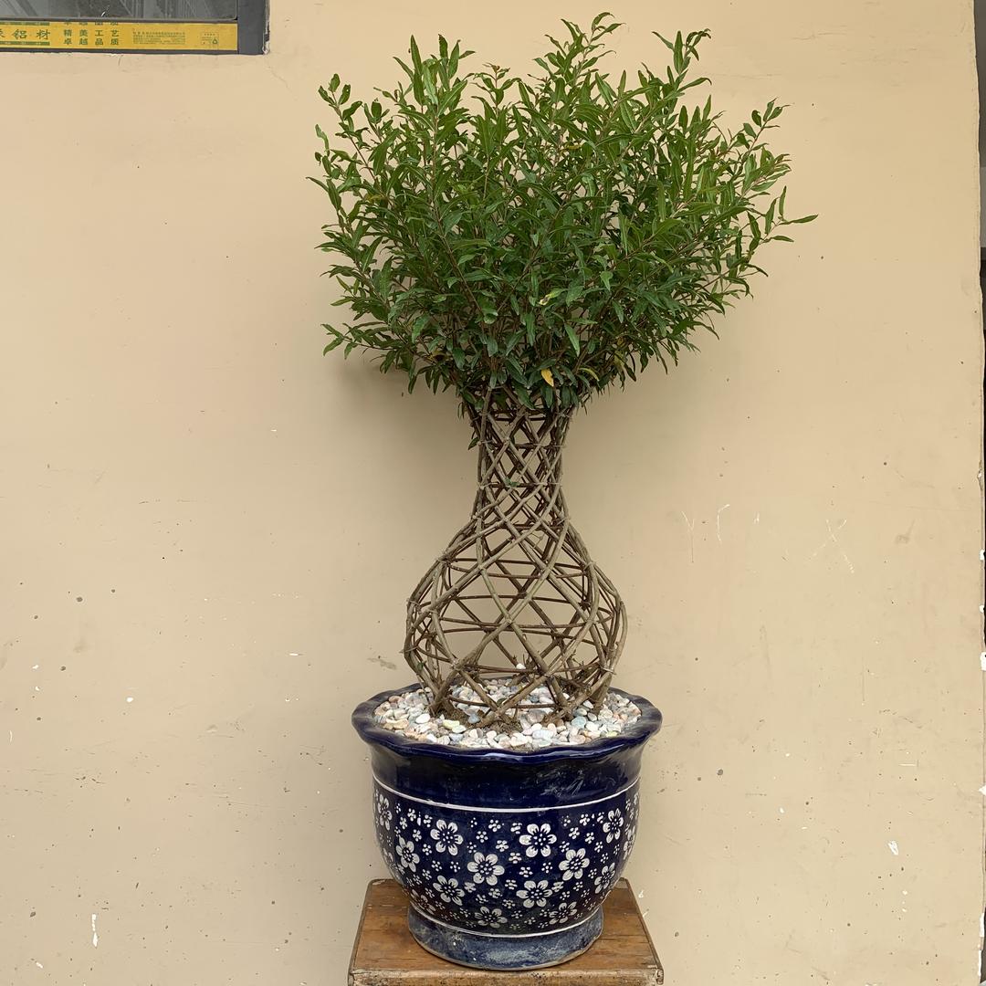 方城县喜国树艺苗木种植专业合作社