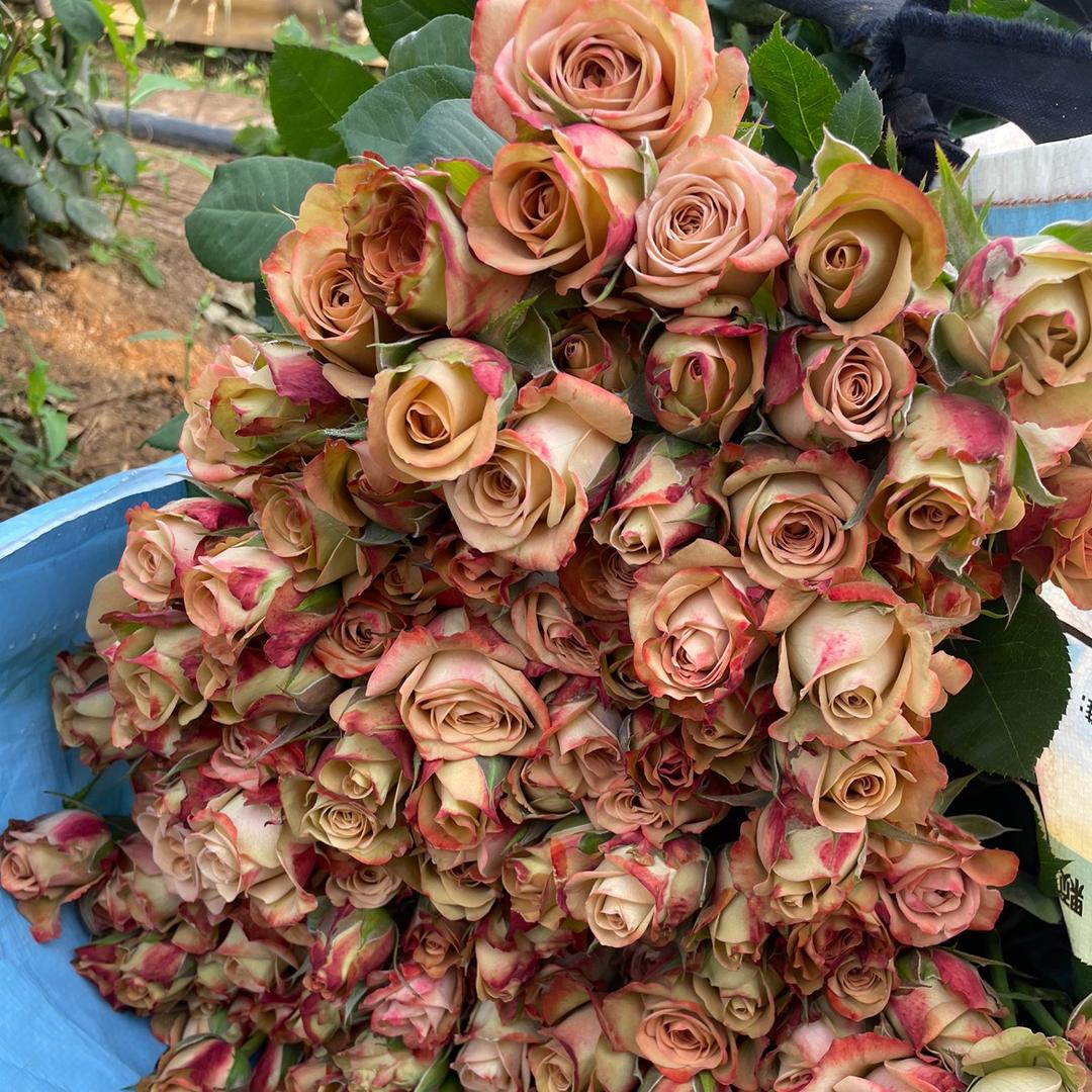 玫瑰绿植苑