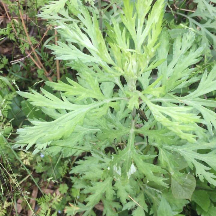 奇艾堂养生馆，夏钰儿