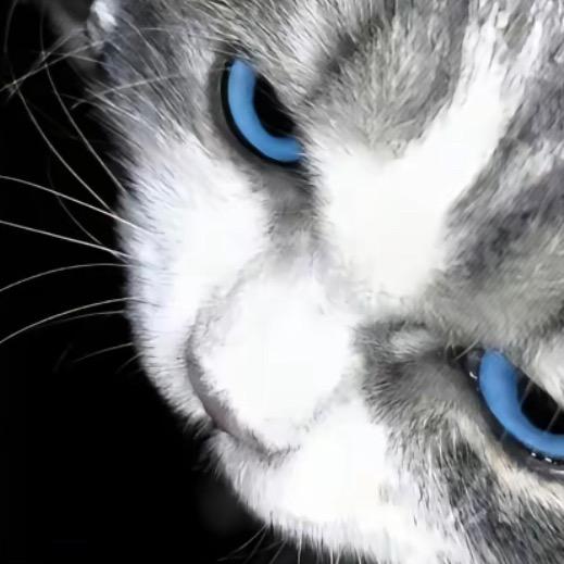 止水（优质猫粮批发零售）