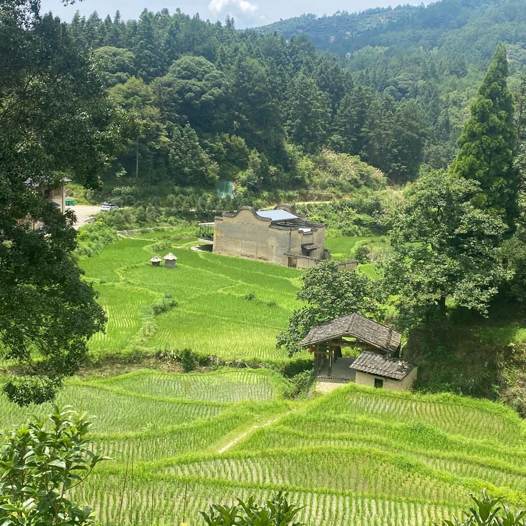 槟榔