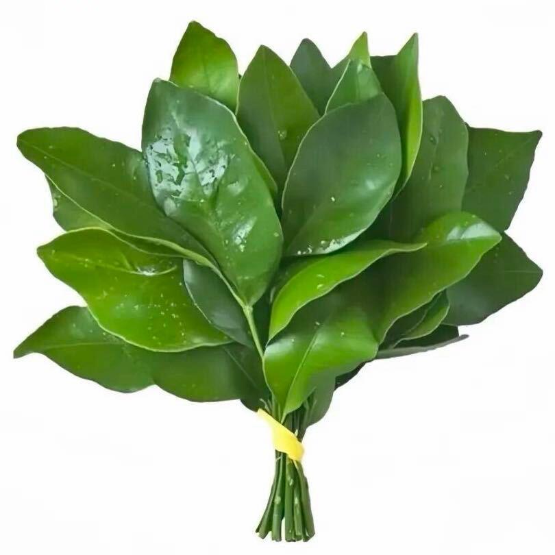 森林木🌳（🈲止连赞）