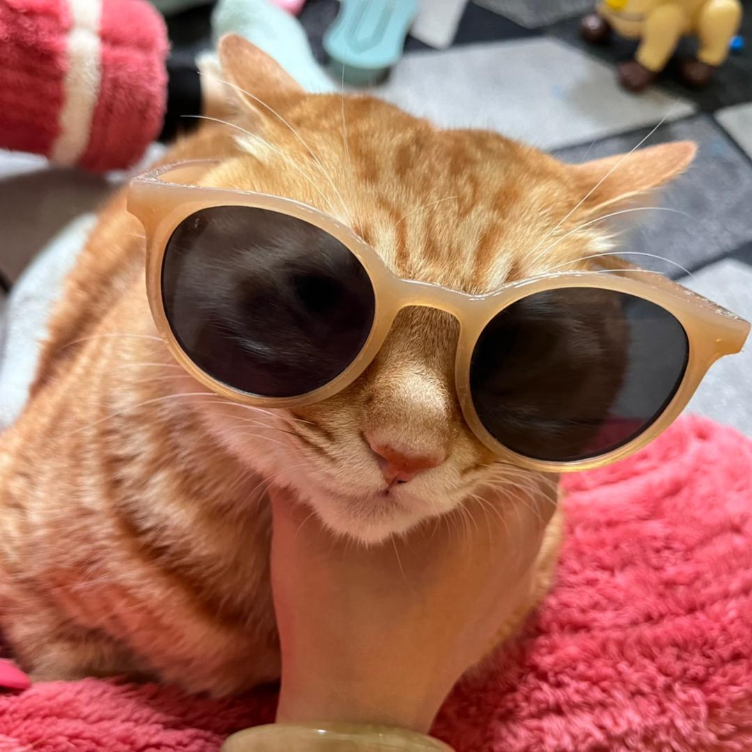 猫皇后🌈