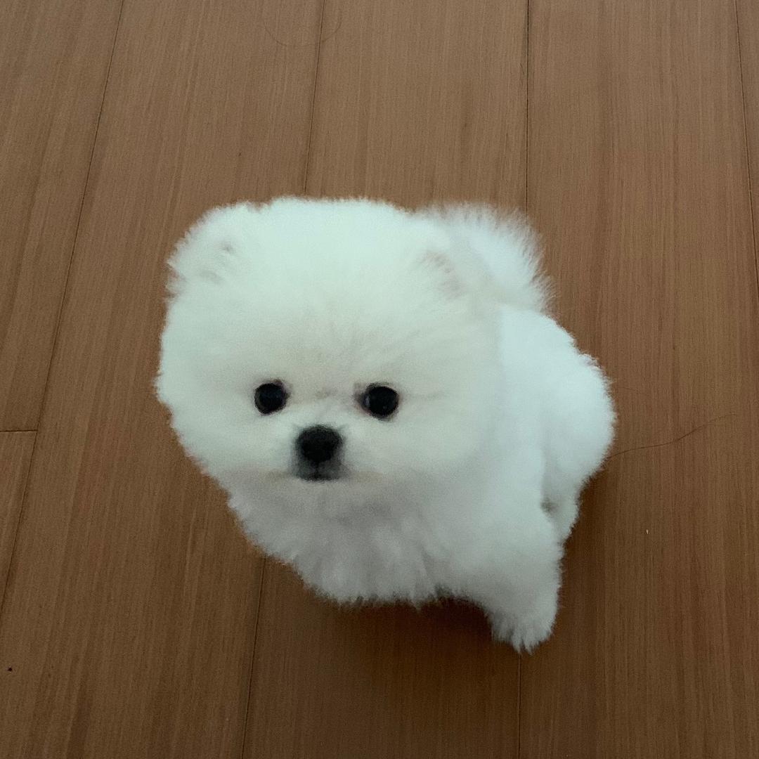 史努比呀🐶