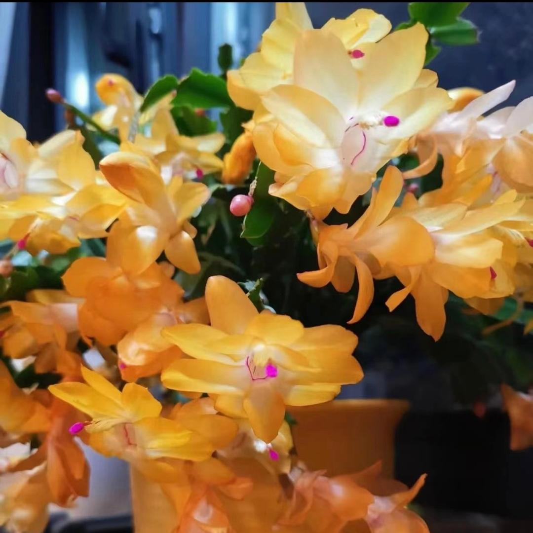 锦上添花苗圃