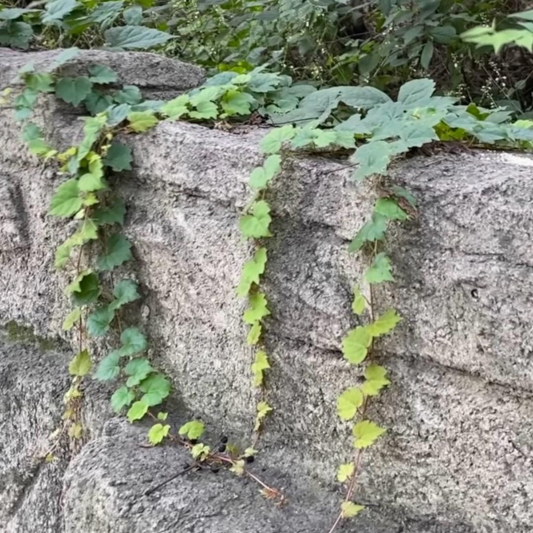 羊羊锤yang