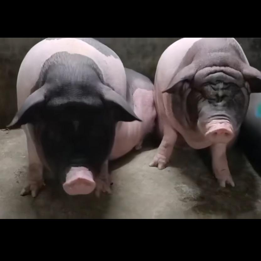 潮汕人的肉