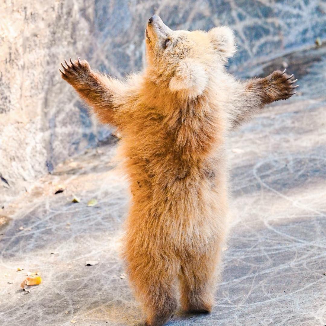 🐻儿儿