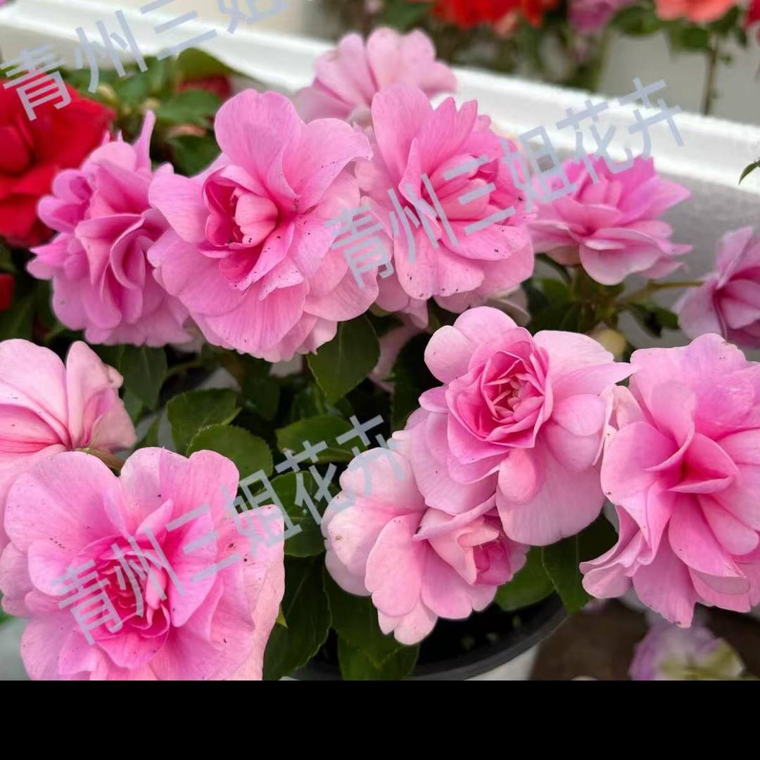 青州三姐花卉中心