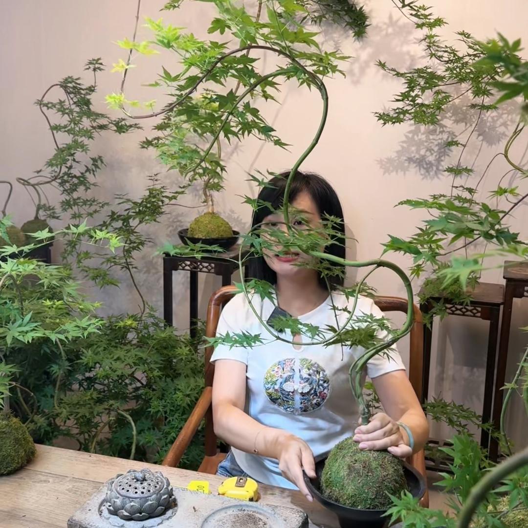 雯雅园艺禅艺盆栽