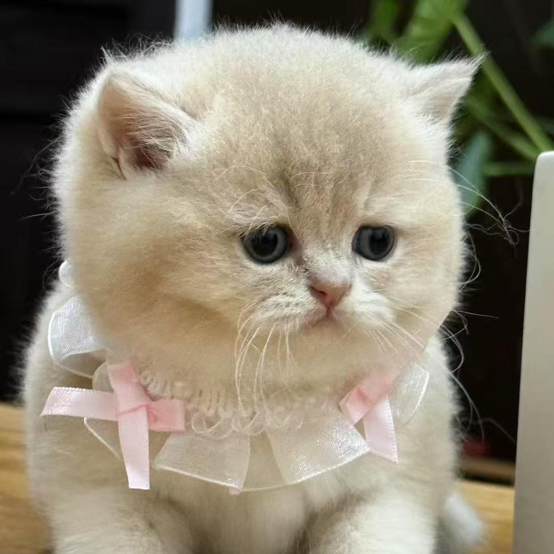 费力思来只猫（粉丝5000抽猫）