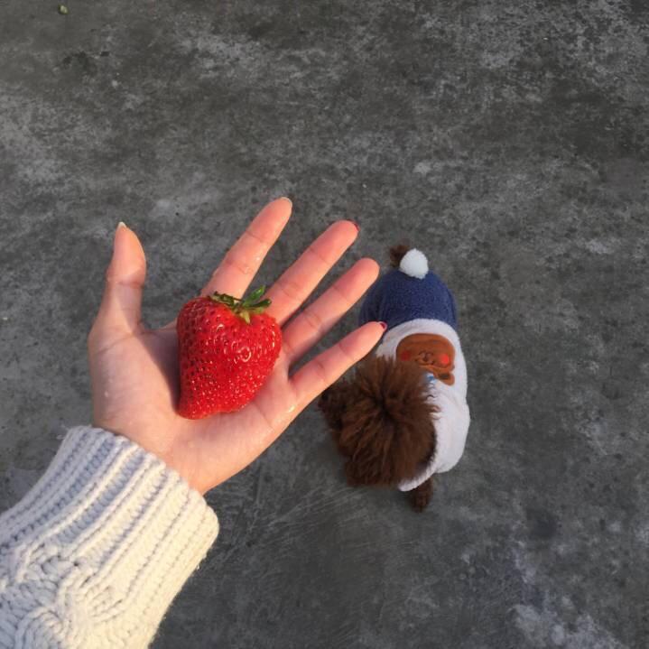 爱吃草莓的邹家二小姐