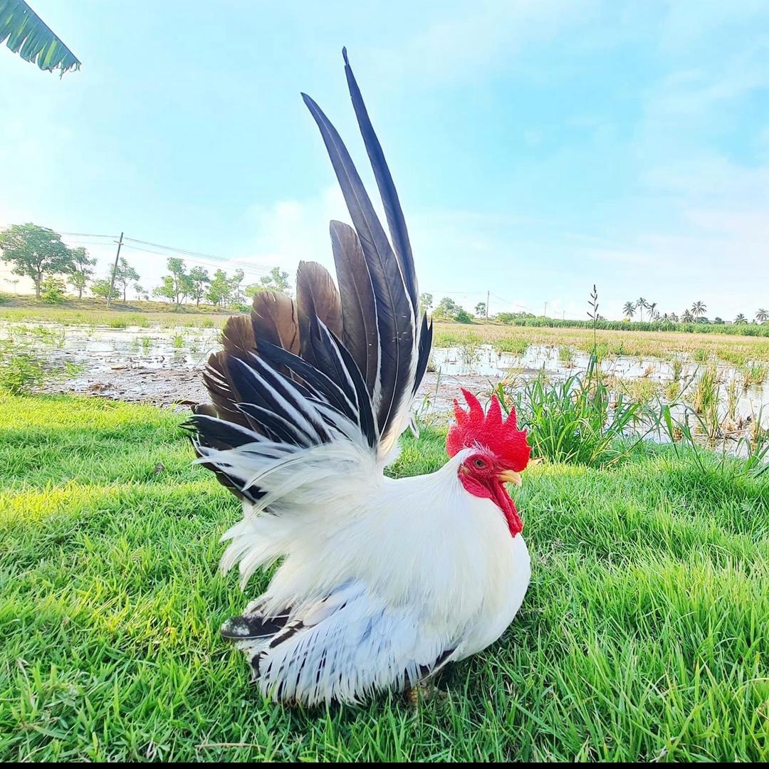 重庆萌宠观赏鸡