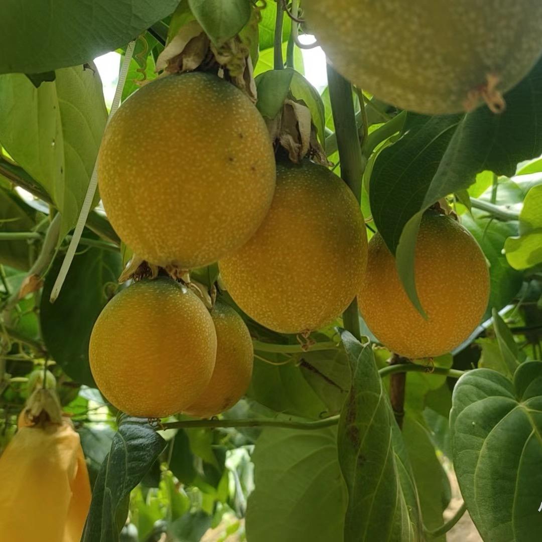 西双版纳热情果