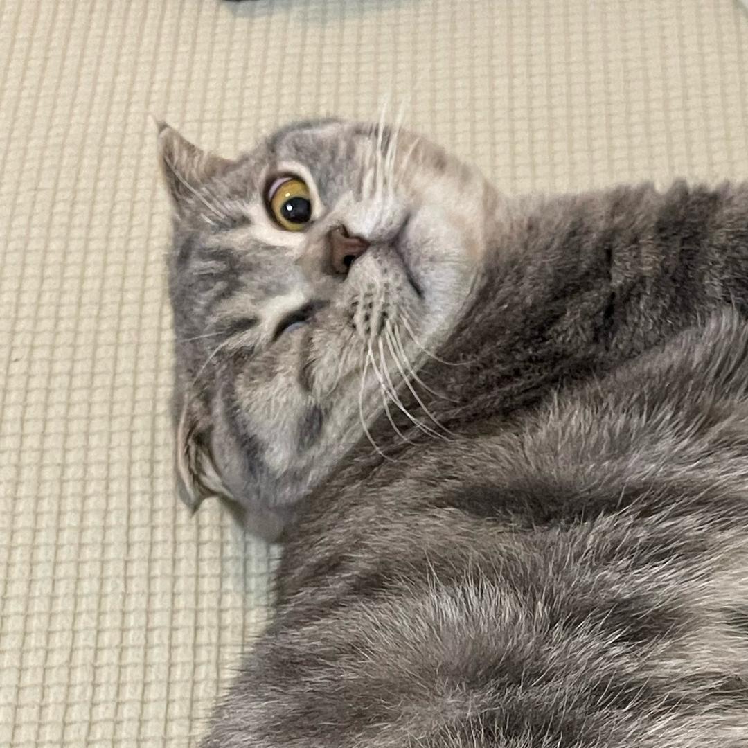 圆子不圆