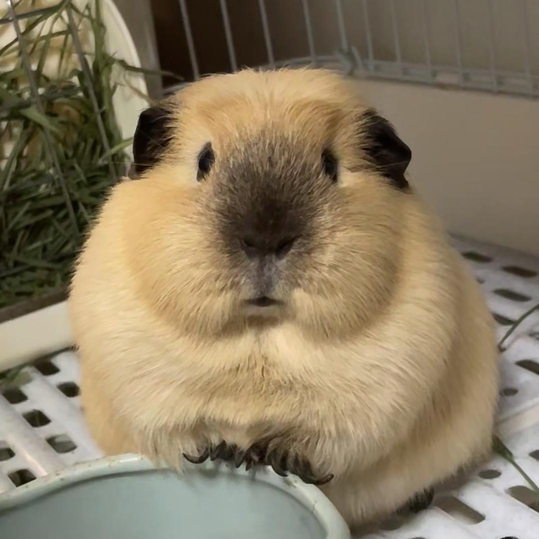 王子面