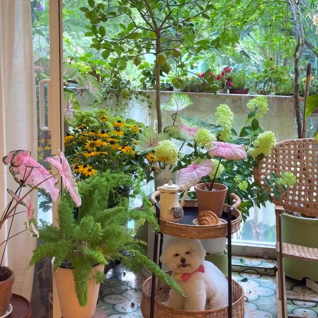 绿植花屋基地