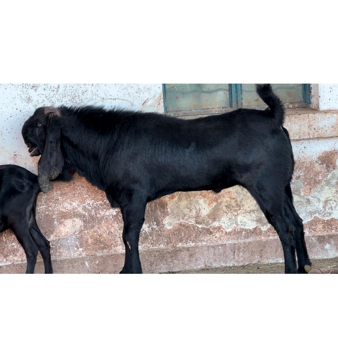 努比亚养殖合作社