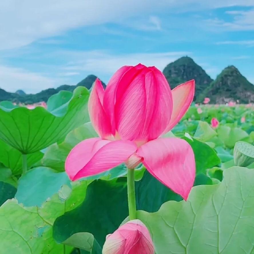 @心音