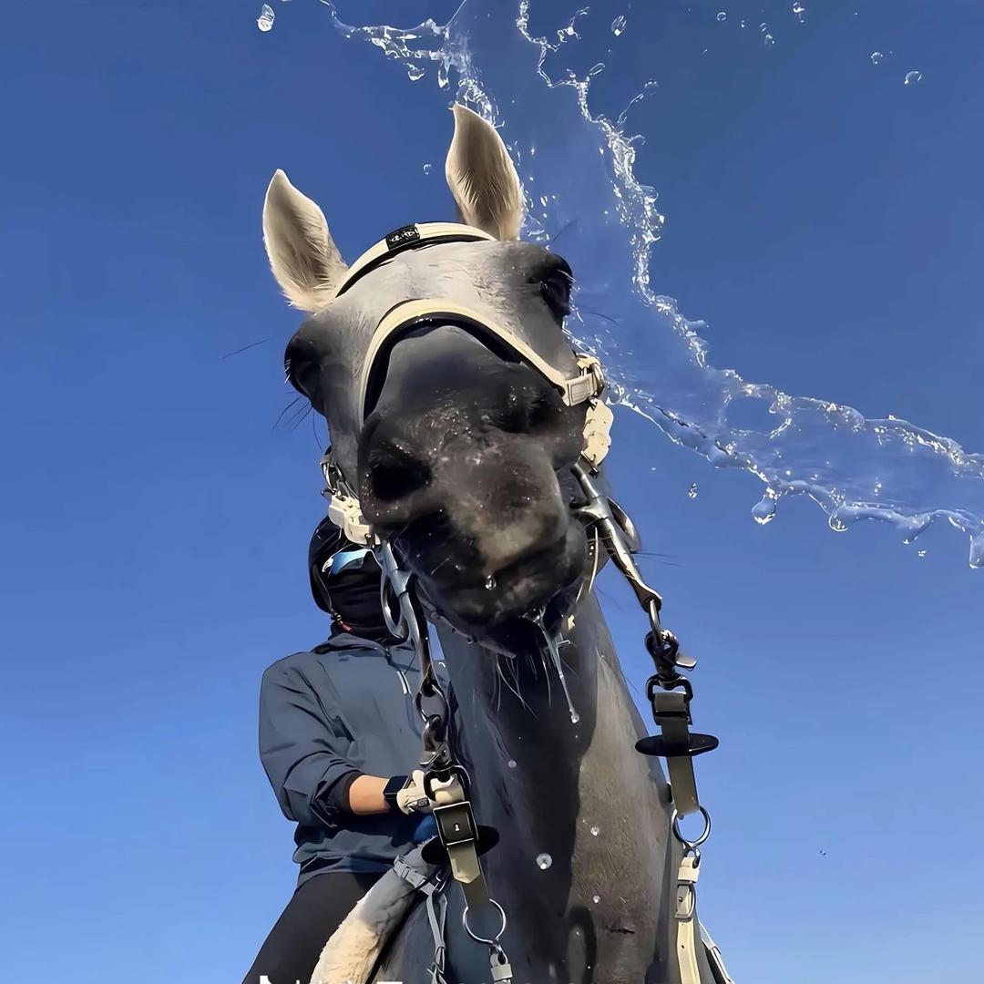 冠铭🐎