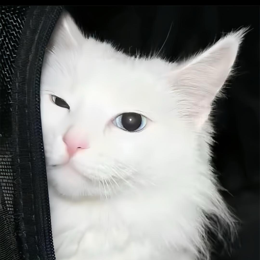 哦哦