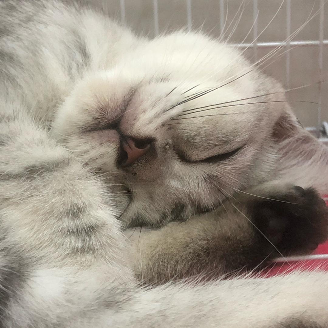 小猫咪咪
