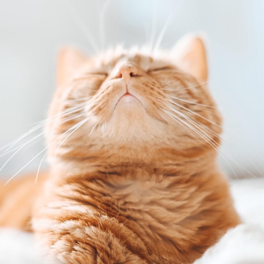 脆皮理科生的店铺