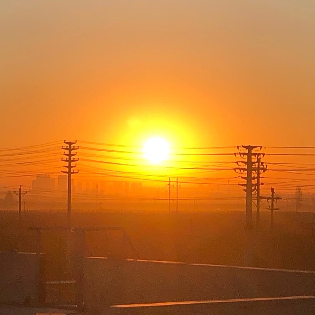 野狼，