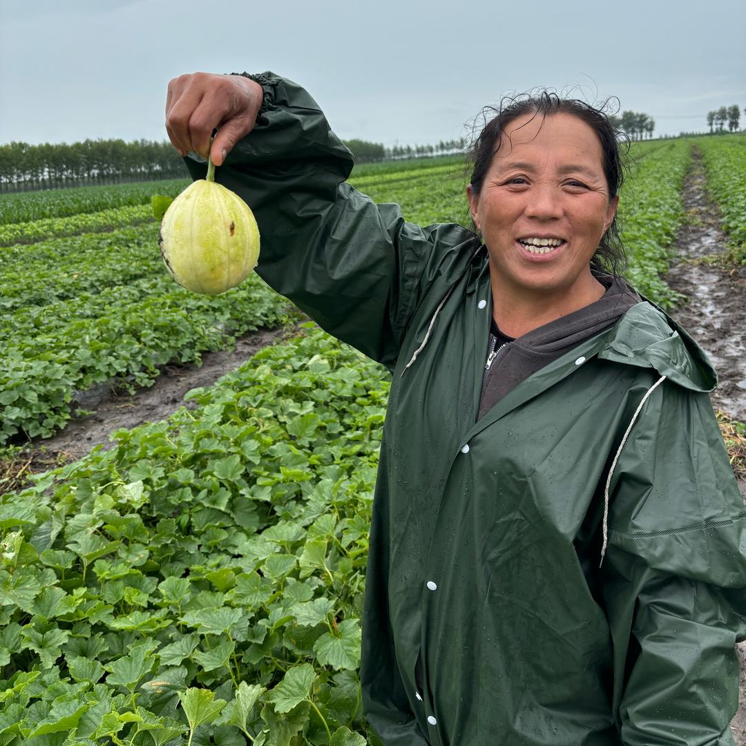 东北香瓜种植基地