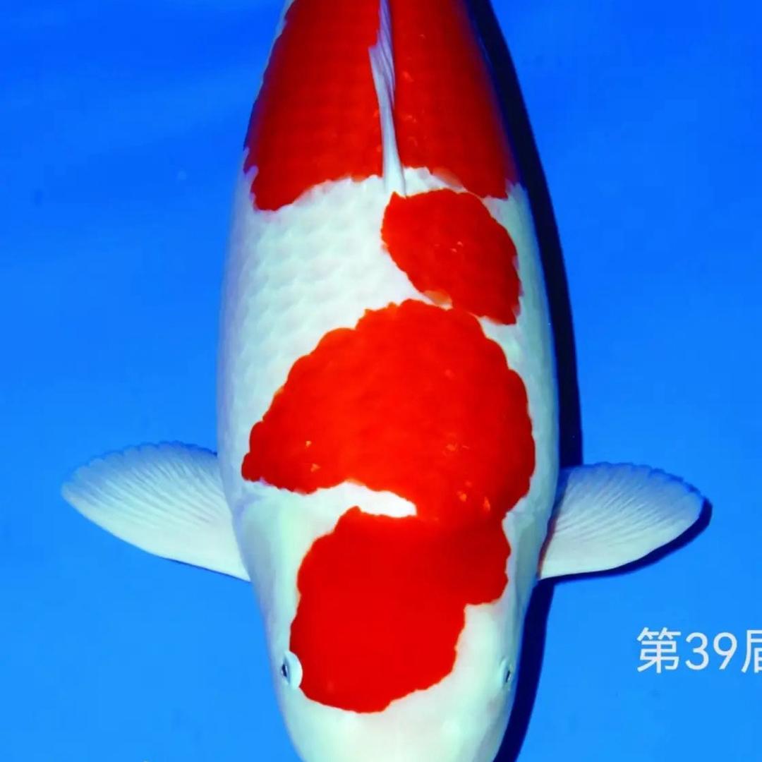 锦鲤2