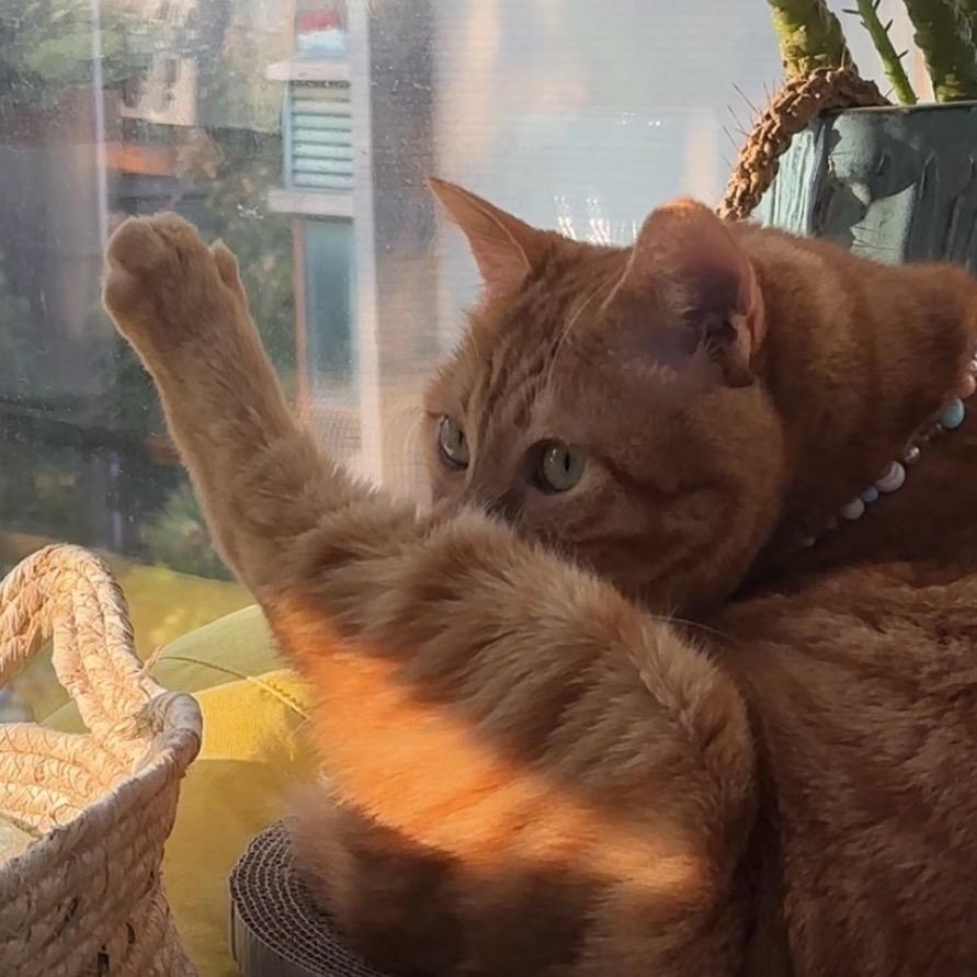橘喵喵金宝🐱