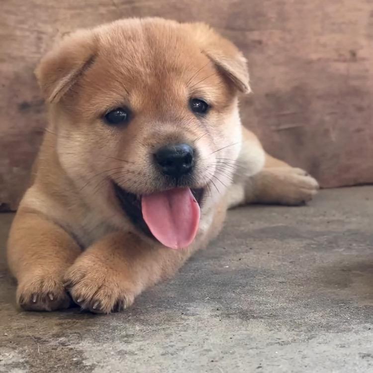 嘉浩萌宠田园犬