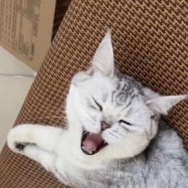 最爱啊猫。
