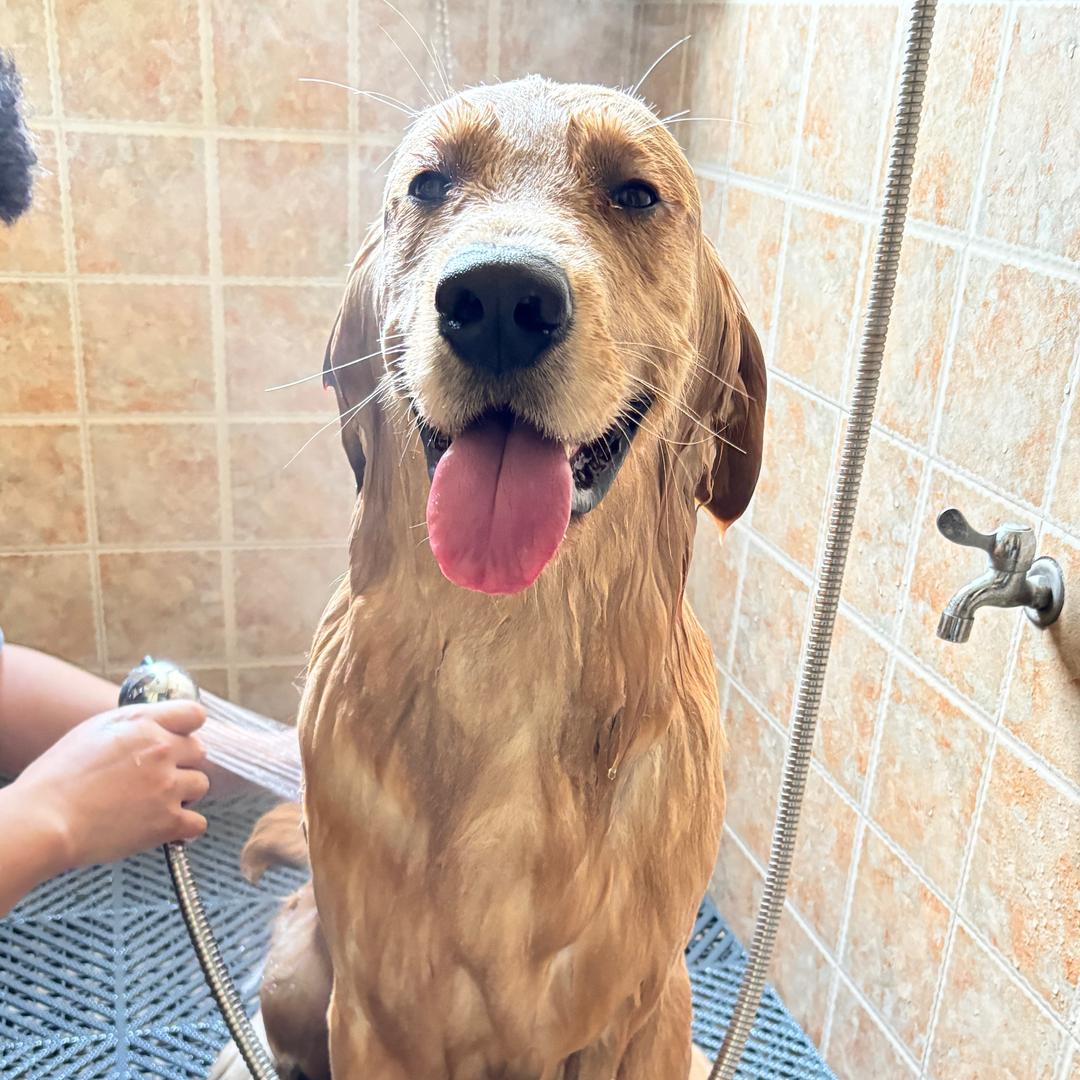 金毛—马里奥🐶🦴