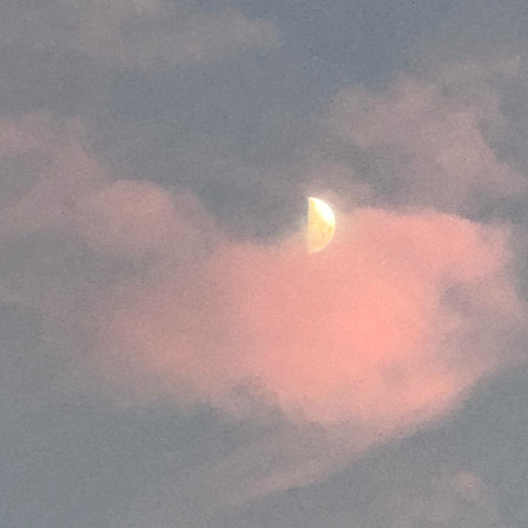夏鱼