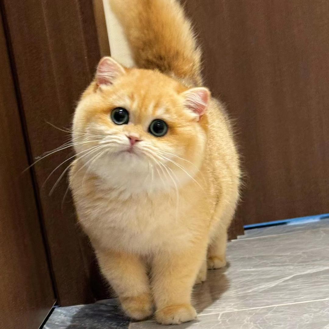 旺仔宠物猫（直播号）