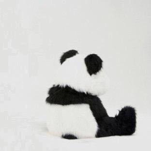 熊猫🐼