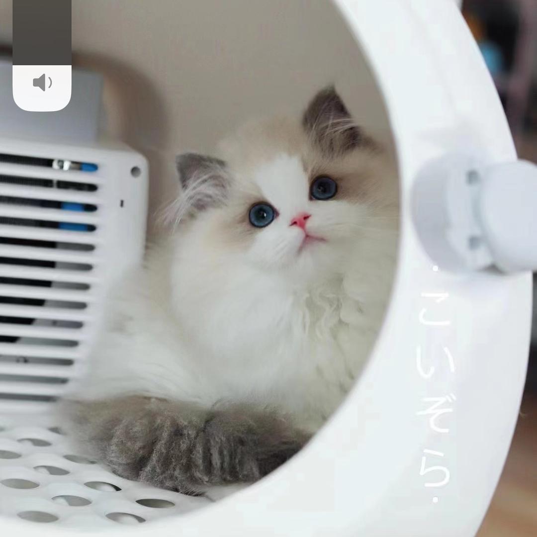 念来过倒会猪