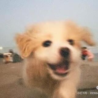 🐣