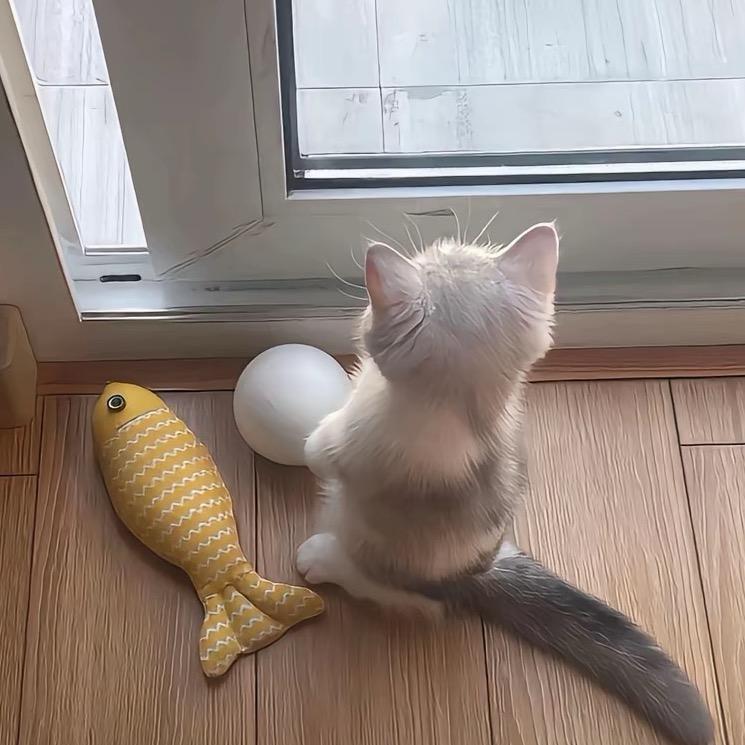 睡告告